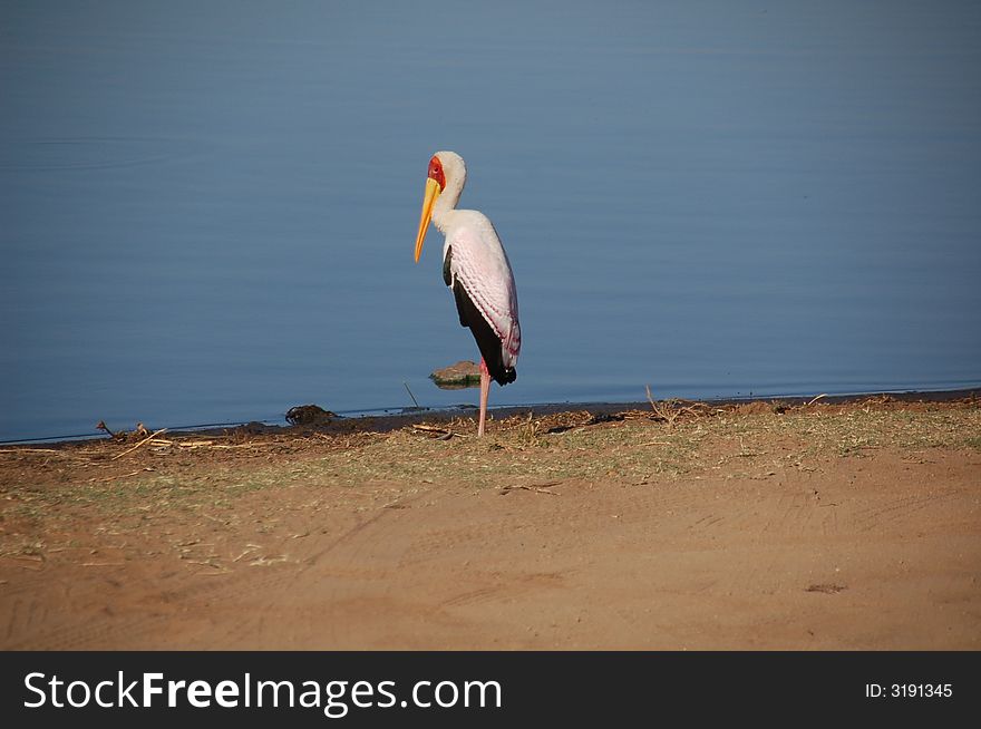 Yellowbilled Stork