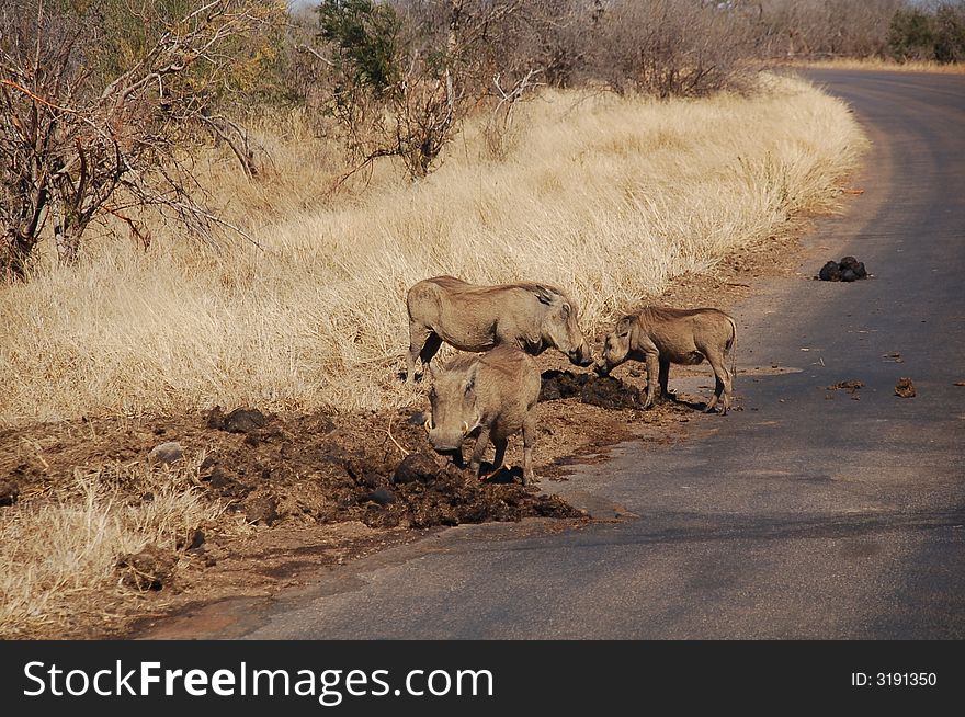 South Africa - Kruger National Park - Warthogs eating white rhino's excrement