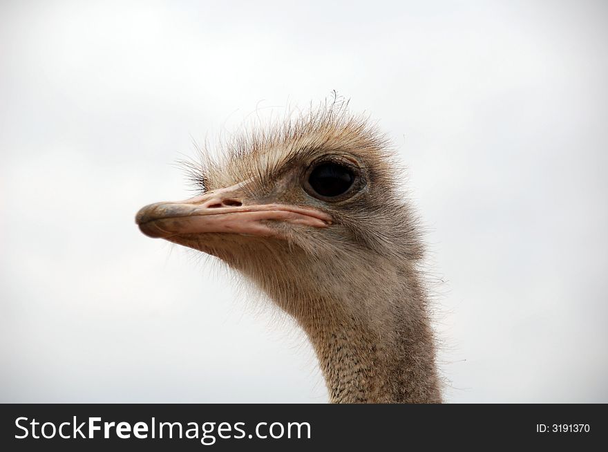 An ostrich's look - South Africa. An ostrich's look - South Africa