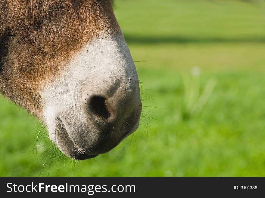 Donkeys nose close up and green blur background