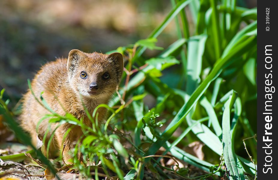 Cute yellow mongoose