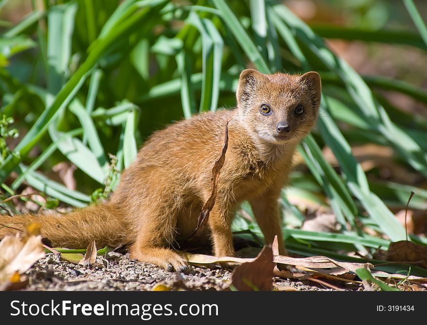 Cute yellow mongoose