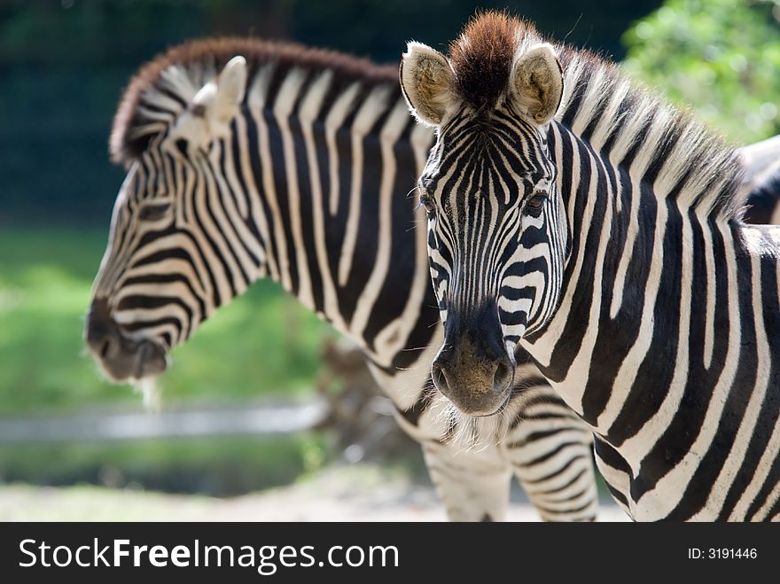 Closeup of a beautiful zebra