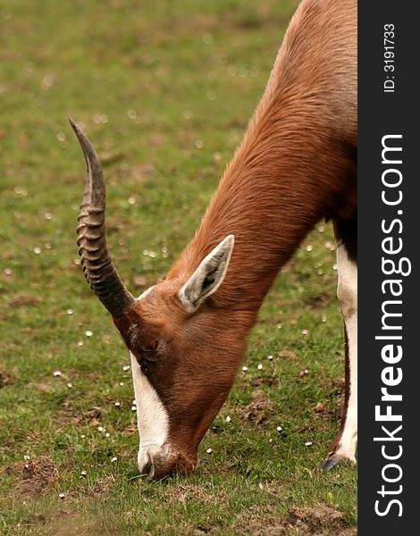 Close-up of antelope Damaliscus pygargus phillipsi