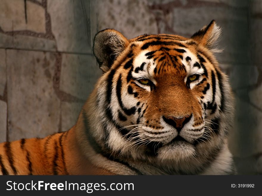 Panthera tigris altaica - tiger(Zoo). Panthera tigris altaica - tiger(Zoo)