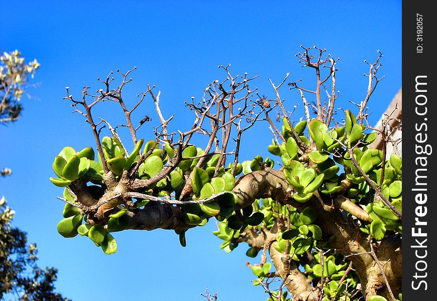 Succulent plant against blue sky