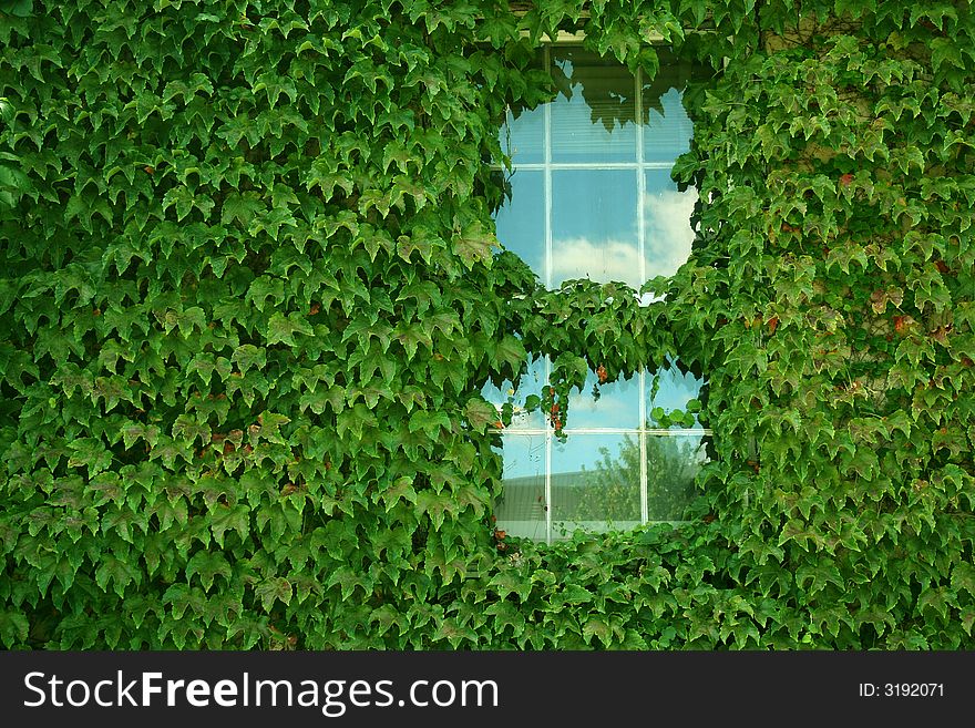 Ivy covered building with window