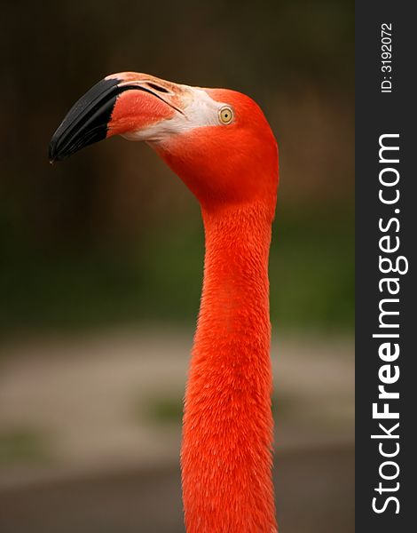 Phoenicopterus ruber roseus - flamingo(Zoo)