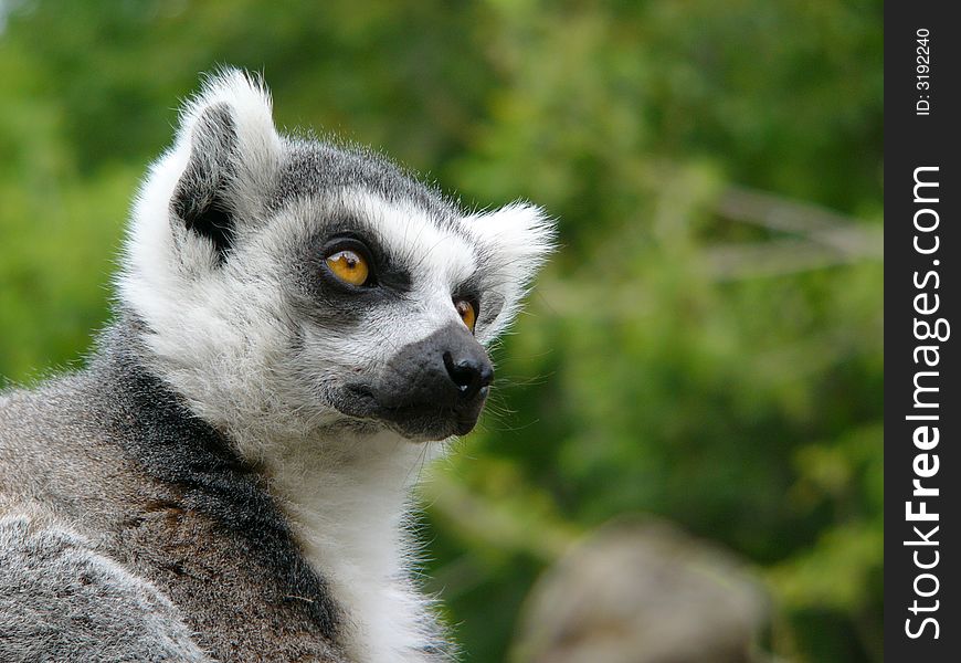 A portrait of a Ring Tailed Lemur in a tree.