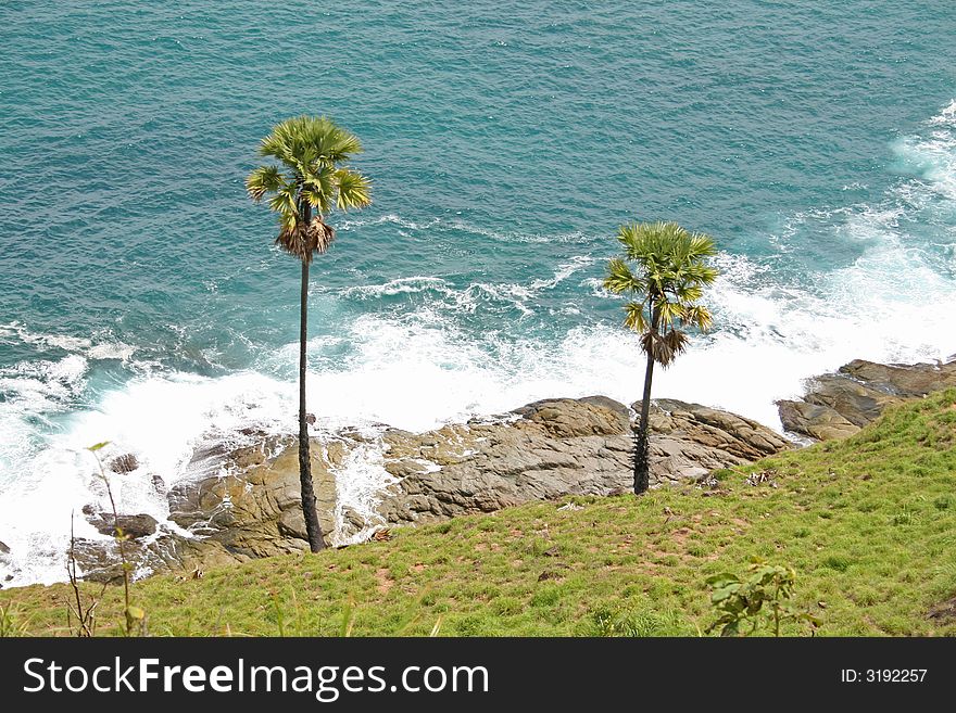 Palm trees on the rugged coastline in Phuket