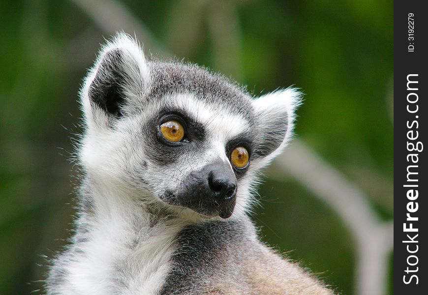 Ring-tailed lemur in the wild. Ring-tailed lemur in the wild