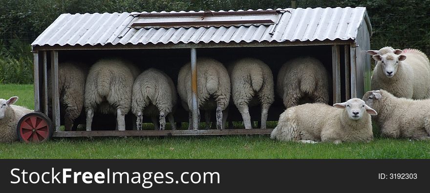 Sheep in shelter in lake district