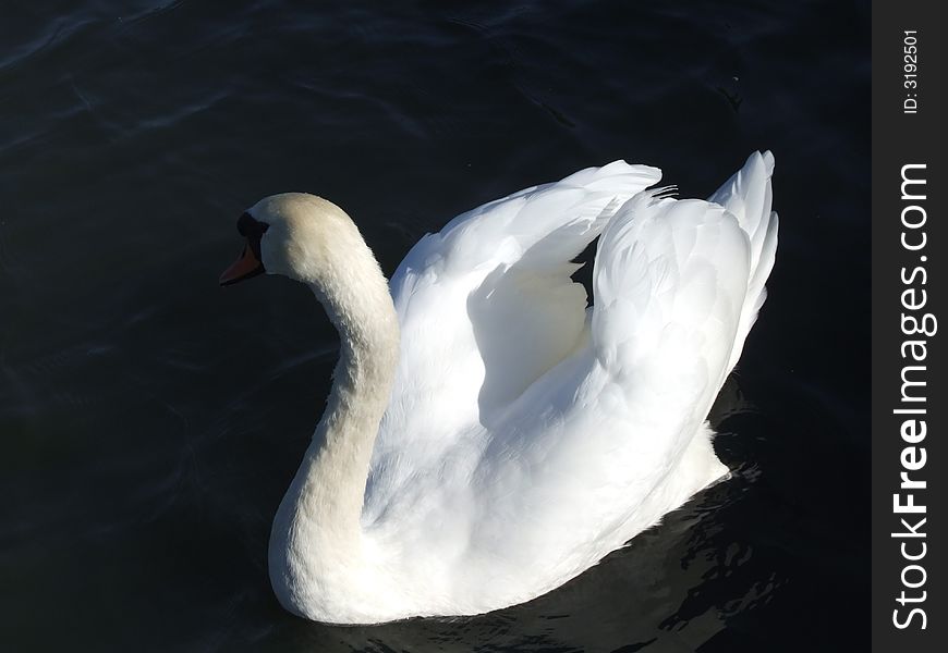 Swan on water with orange beak