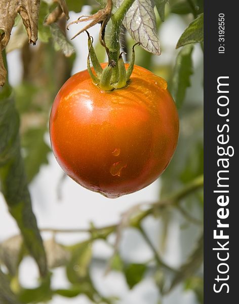 A red tomato after a rain storm. A red tomato after a rain storm.