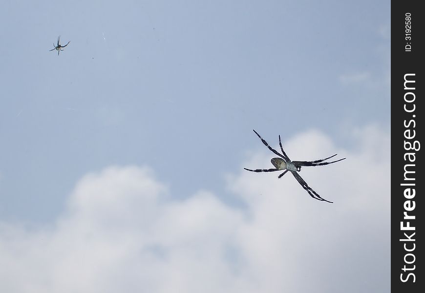 Two spider creeping on its unseen line. Two spider creeping on its unseen line