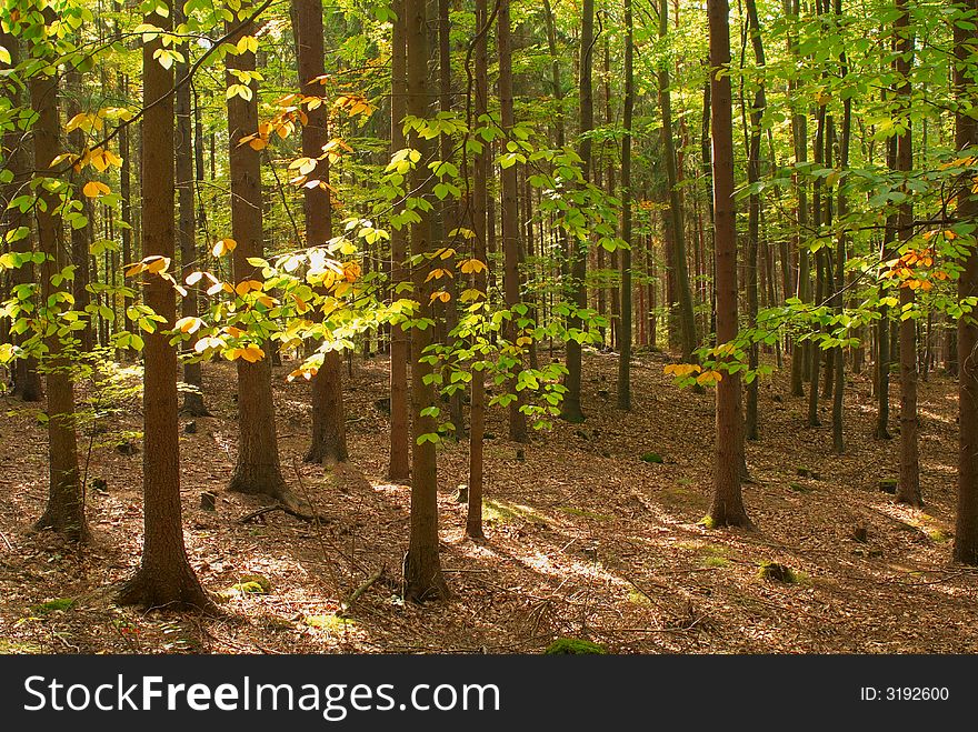 Photo of an autumn forest