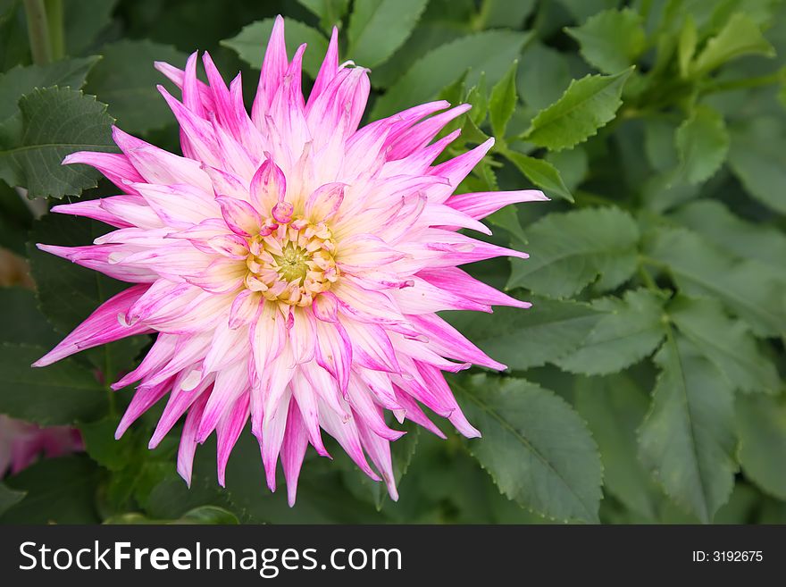 White-pink dahlia flower close-up