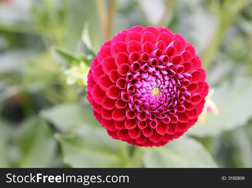 The photo of red dahlia flower