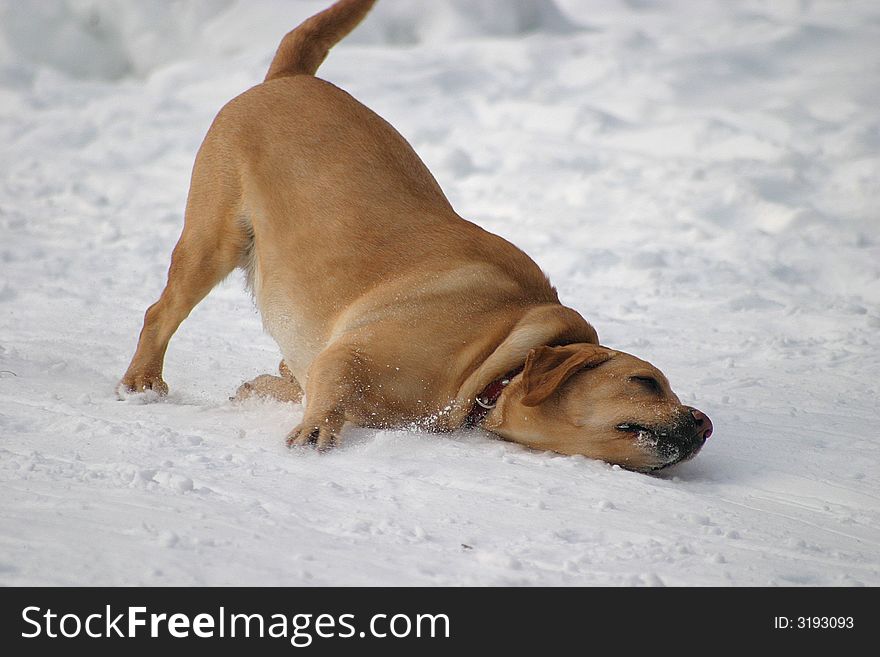 Yellow labrador retriever gliding in snow