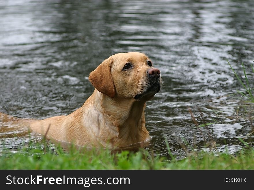 Yellow labrador retriever standing in water