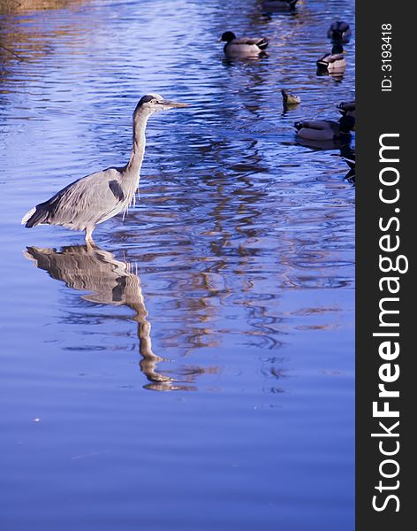 Great Blue Heron wading in water looking for food.