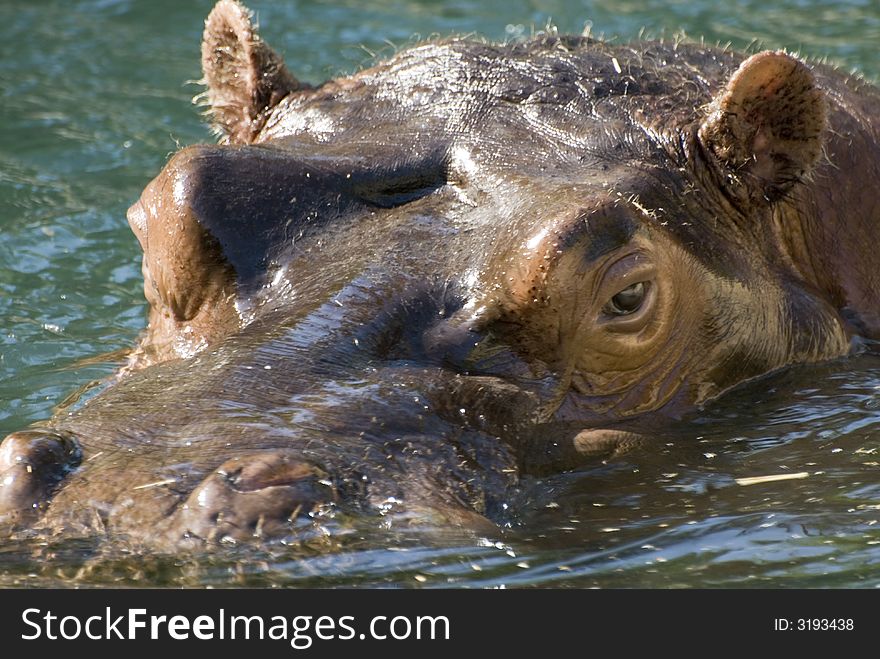 Hippo swimming in the water while keeping a careful 
eye for danger. Hippo swimming in the water while keeping a careful 
eye for danger.