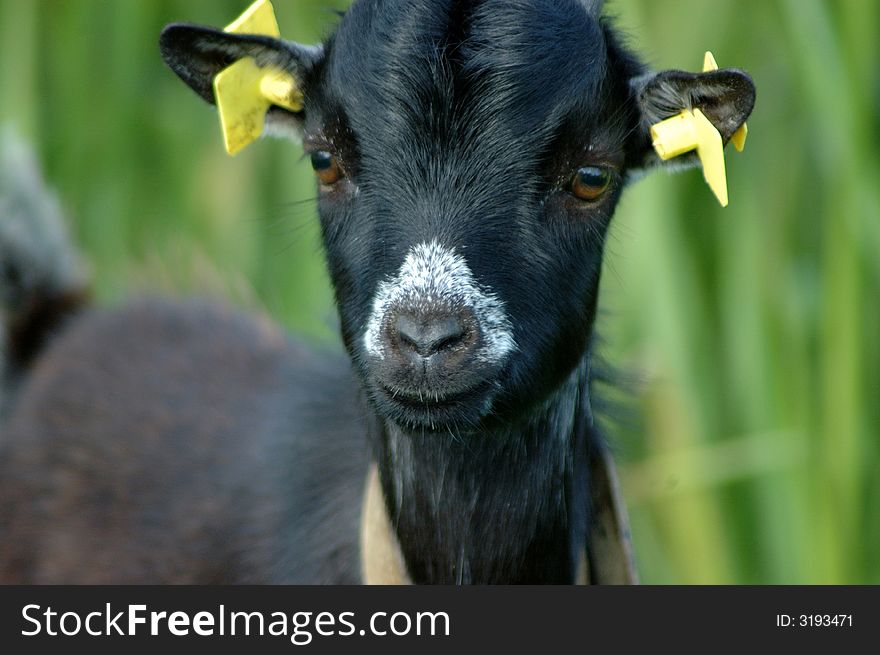 Little Goat in a field