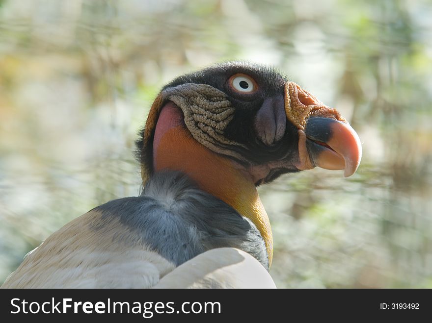 Closeup of a King Vulture resting in the afternoon.