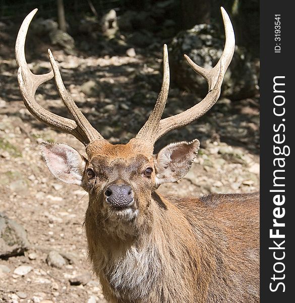 Male deer in its enclosure. Male deer in its enclosure