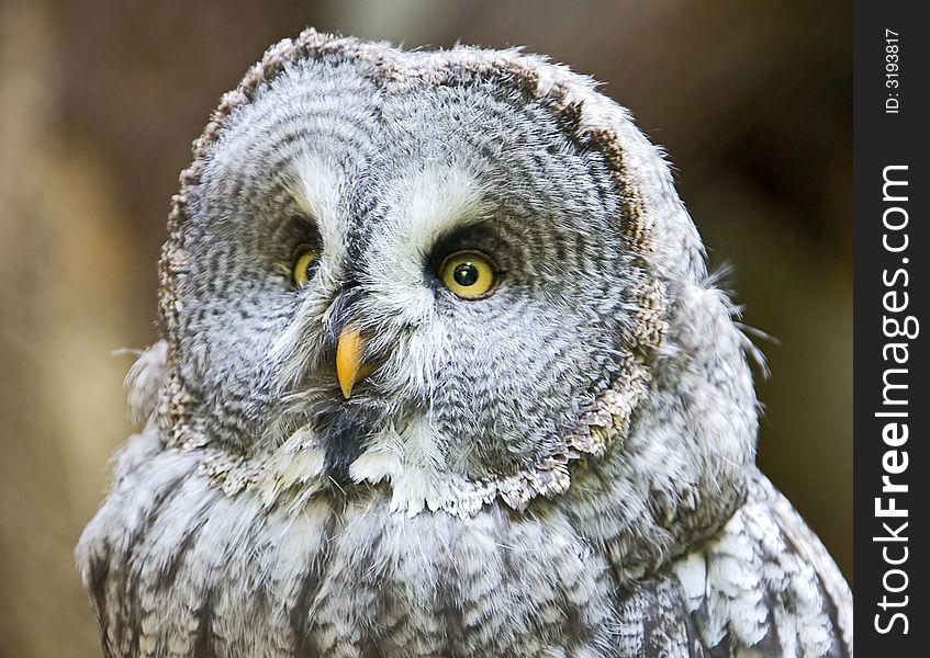 Portrait of big grey owl. Portrait of big grey owl