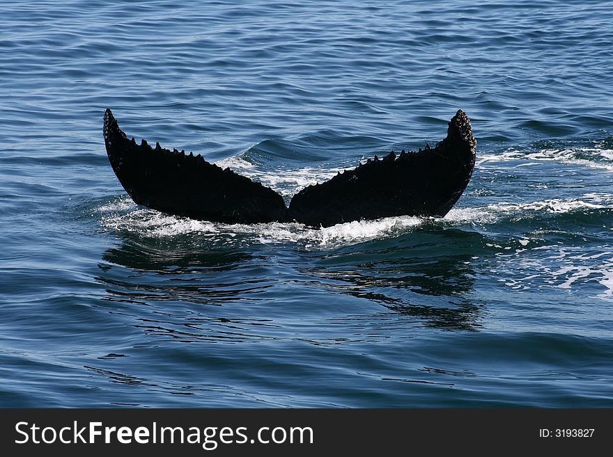 Fluke of a Humpback whale diving in the North Atlantic