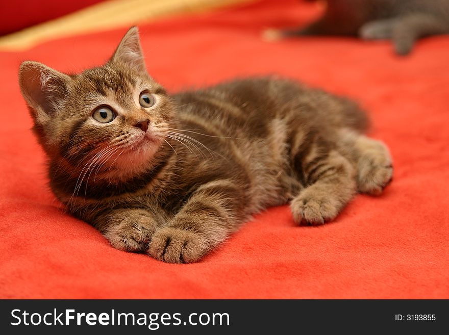 British Shorthair kitten on the sofa