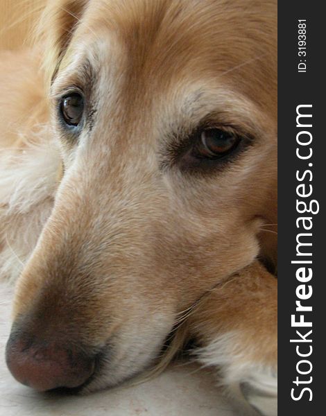 A facial shot of our Golden Retriever as he takes a break on his rug... chin on paw. A facial shot of our Golden Retriever as he takes a break on his rug... chin on paw.