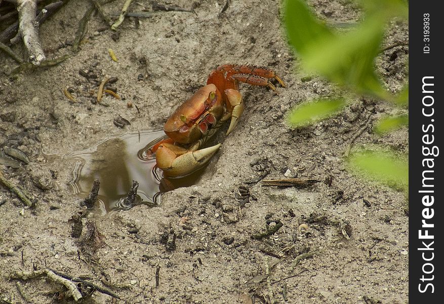 A crab waits for the tide to come in. A crab waits for the tide to come in.