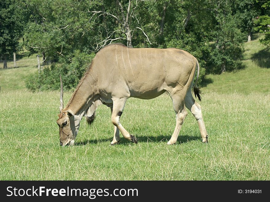 The Common Eland grazing on grass.