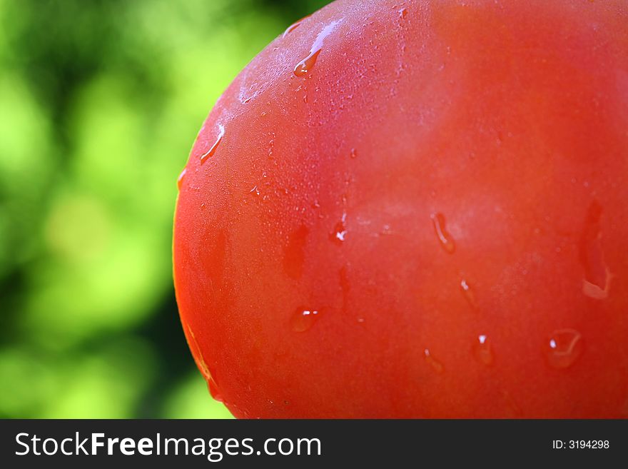 Close up of the wet tomatoe on green