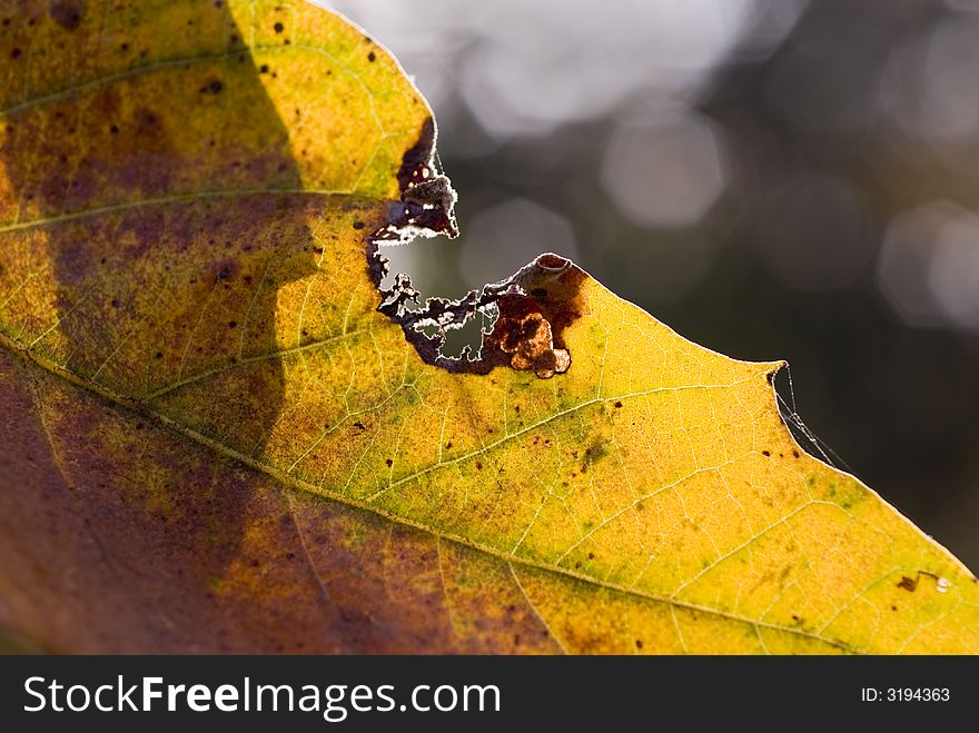 Leaf Bite