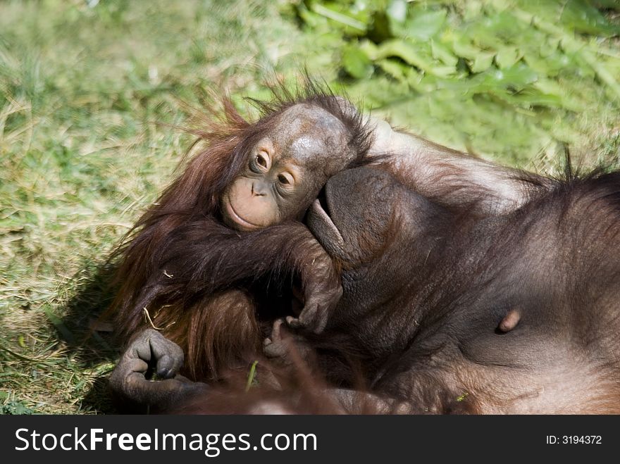 Orangutan Baby gets a hug from mom.