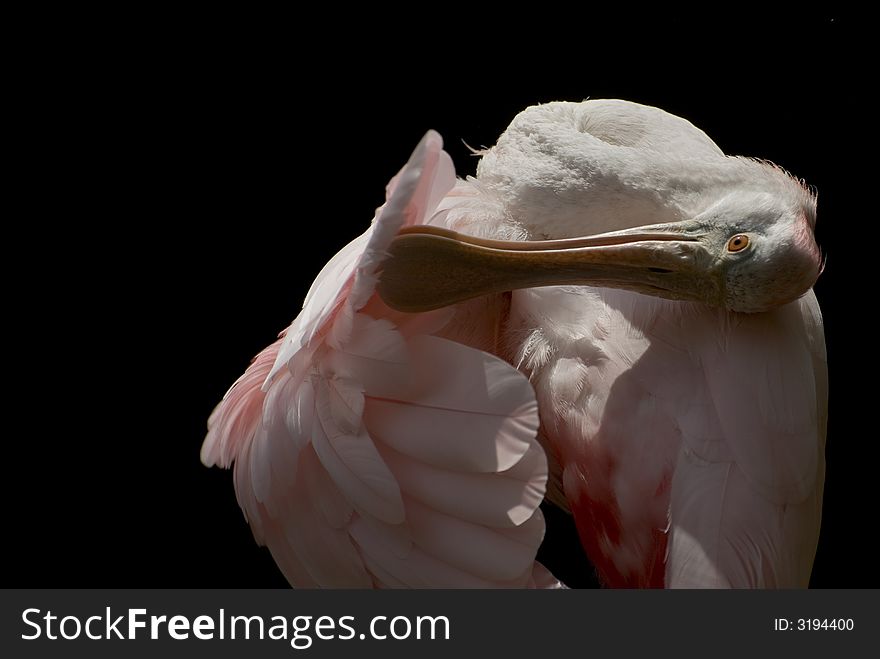 Roseate Spoonbill groming against a black background.