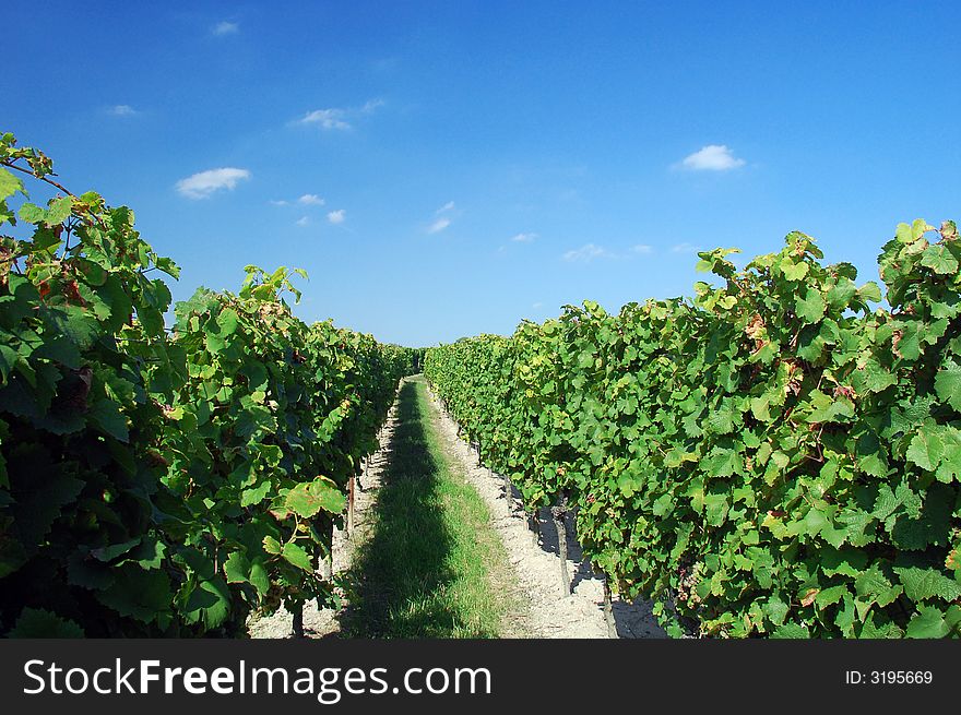 A german vineyard near the rhein river