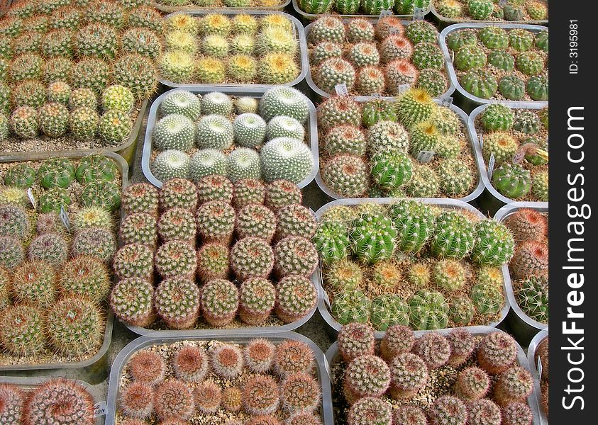 Various cactus plants in flower pots. Various cactus plants in flower pots