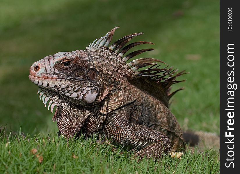 Wild tropical island iguana suns itself. Wild tropical island iguana suns itself