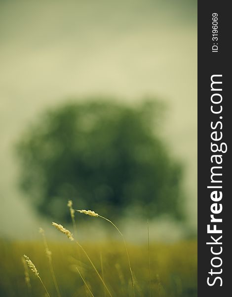 Out of focus image of tree with field vegetation in focus. Out of focus image of tree with field vegetation in focus