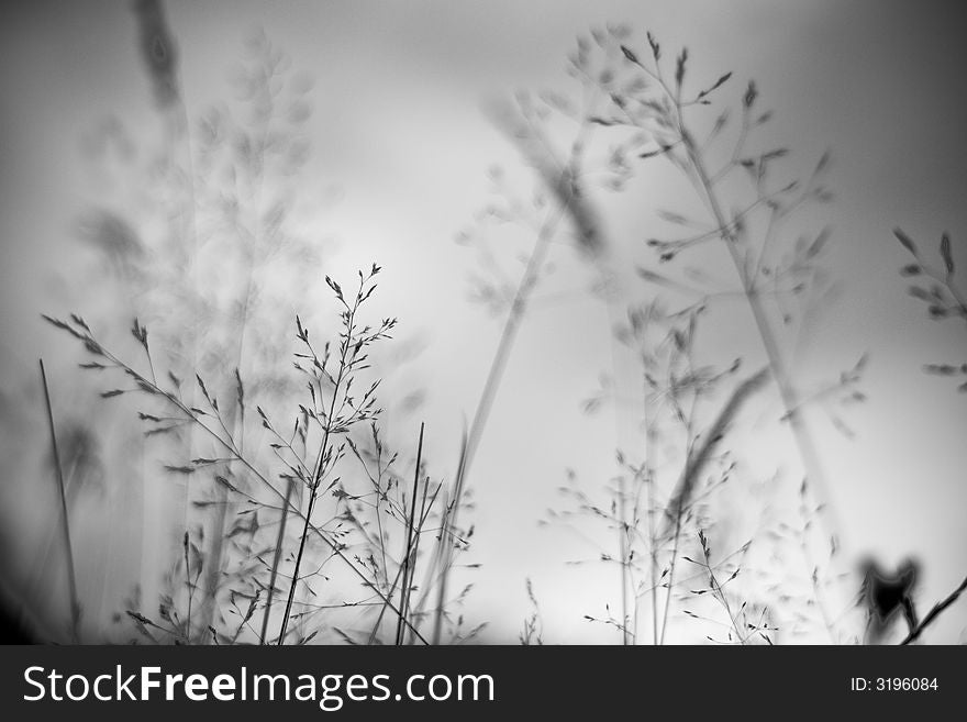 Field Grass/vegetation Detail