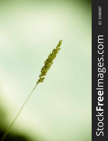 Field Grass/vegetation Detail