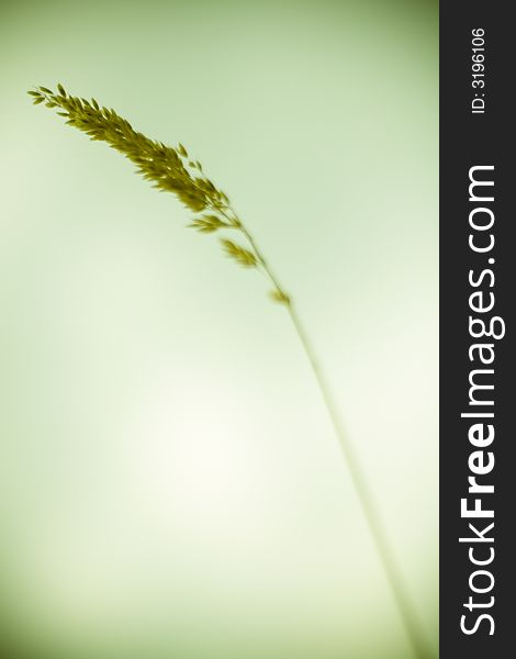 Blade/straw(detail)/ field vegetation. Blade/straw(detail)/ field vegetation