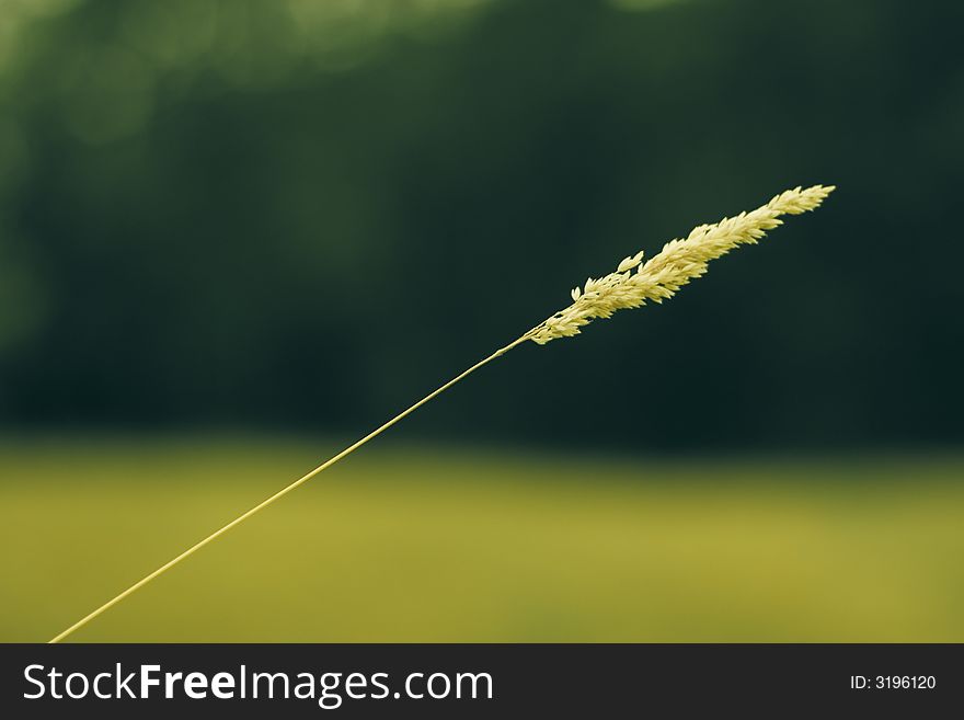 Blade/straw(detail)/ field vegetation. Blade/straw(detail)/ field vegetation