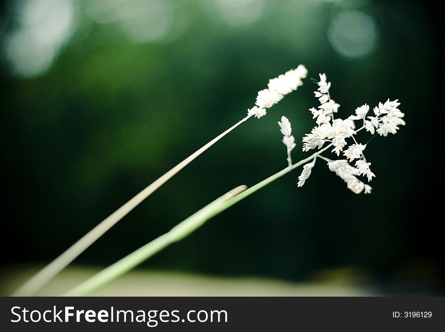 Field Vegetation Details 3