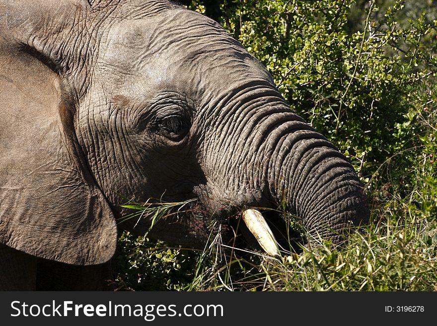 Elephant walking through the bush eating. Elephant walking through the bush eating