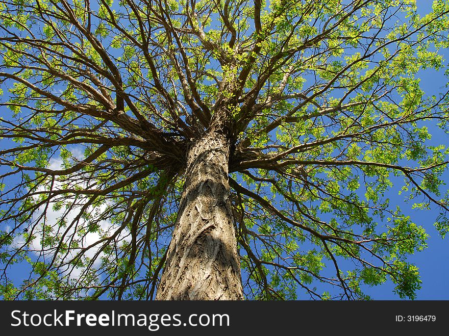 Spring time showing green leaves and blue sky as background